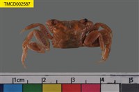 藏品(褶痕擬相手蟹)的圖片